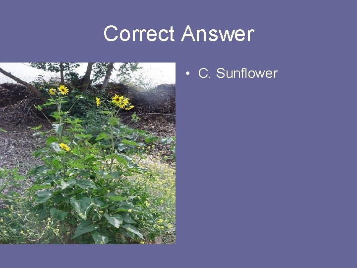 Correct Answer • C. Sunflower 