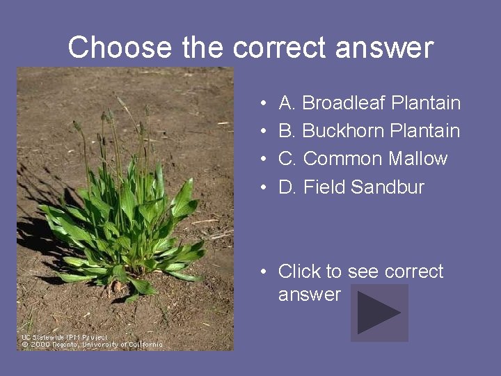 Choose the correct answer • • A. Broadleaf Plantain B. Buckhorn Plantain C. Common