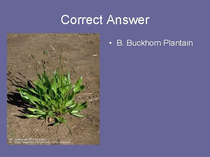 Correct Answer • B. Buckhorn Plantain 