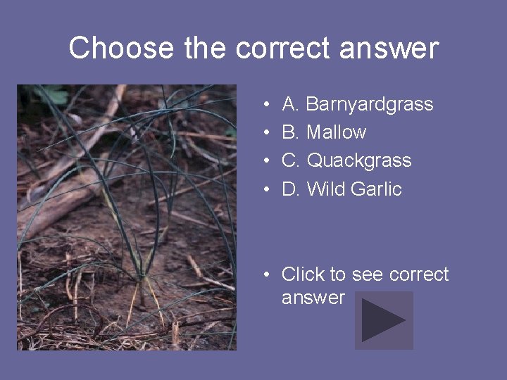 Choose the correct answer • • A. Barnyardgrass B. Mallow C. Quackgrass D. Wild