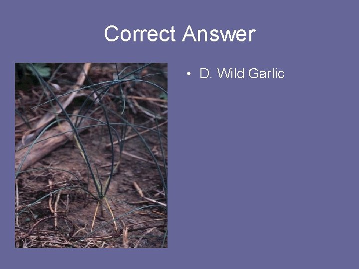 Correct Answer • D. Wild Garlic 