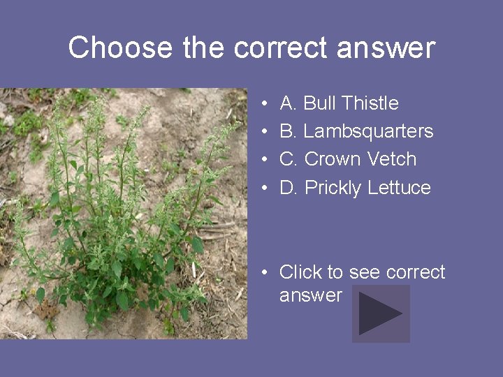 Choose the correct answer • • A. Bull Thistle B. Lambsquarters C. Crown Vetch