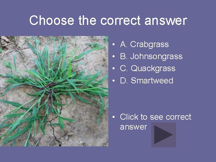 Choose the correct answer • • A. Crabgrass B. Johnsongrass C. Quackgrass D. Smartweed