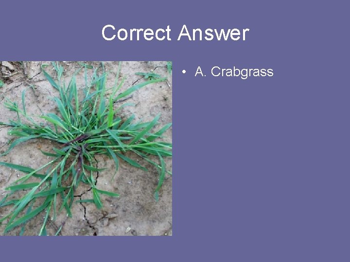 Correct Answer • A. Crabgrass 