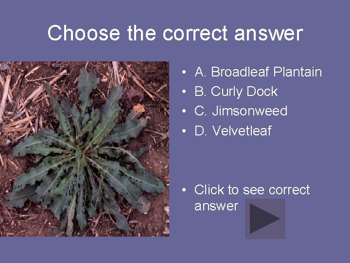Choose the correct answer • • A. Broadleaf Plantain B. Curly Dock C. Jimsonweed