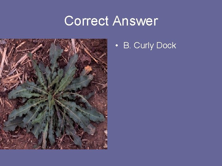 Correct Answer • B. Curly Dock 