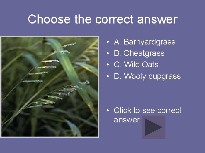 Choose the correct answer • • A. Barnyardgrass B. Cheatgrass C. Wild Oats D.