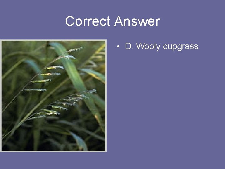 Correct Answer • D. Wooly cupgrass 