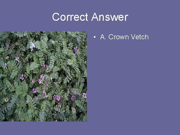 Correct Answer • A. Crown Vetch 