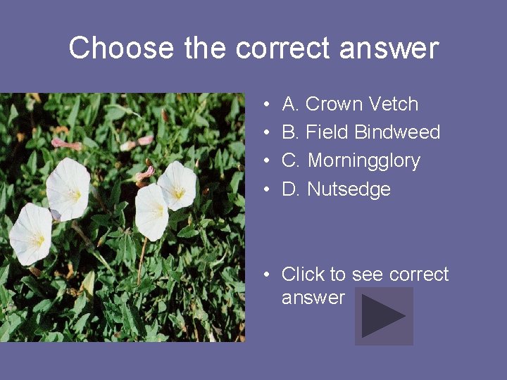 Choose the correct answer • • A. Crown Vetch B. Field Bindweed C. Morningglory