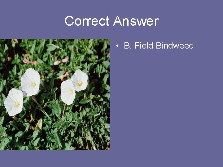Correct Answer • B. Field Bindweed 