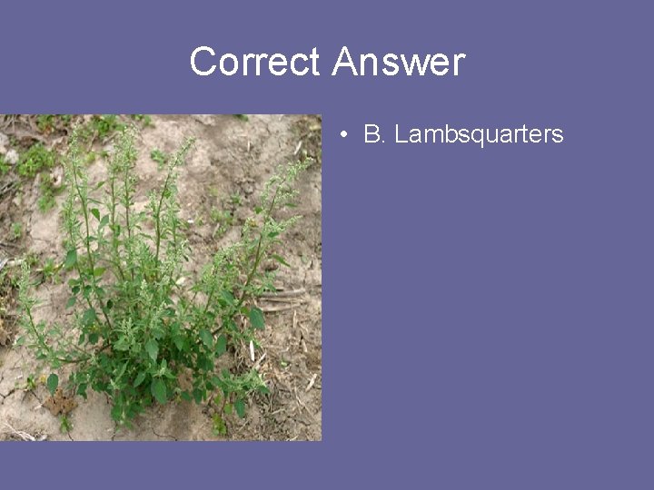 Correct Answer • B. Lambsquarters 