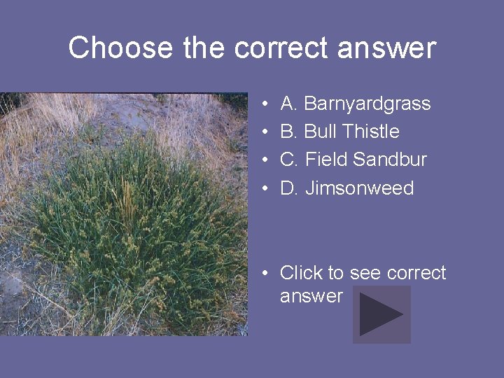 Choose the correct answer • • A. Barnyardgrass B. Bull Thistle C. Field Sandbur