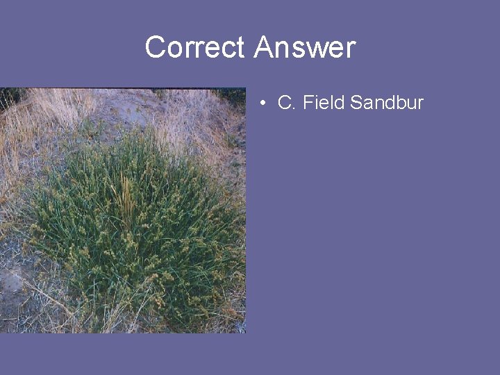 Correct Answer • C. Field Sandbur 
