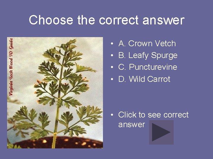 Choose the correct answer • • A. Crown Vetch B. Leafy Spurge C. Puncturevine