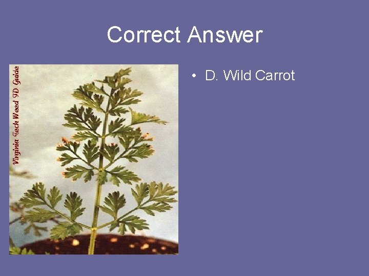 Correct Answer • D. Wild Carrot 