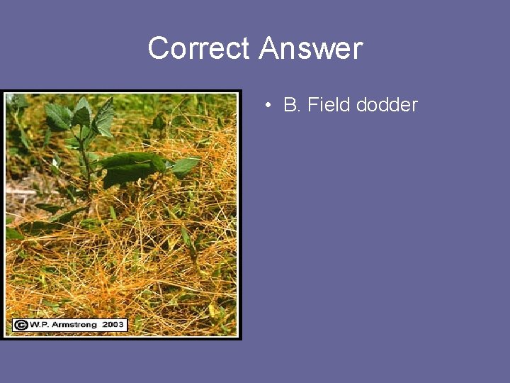 Correct Answer • B. Field dodder 