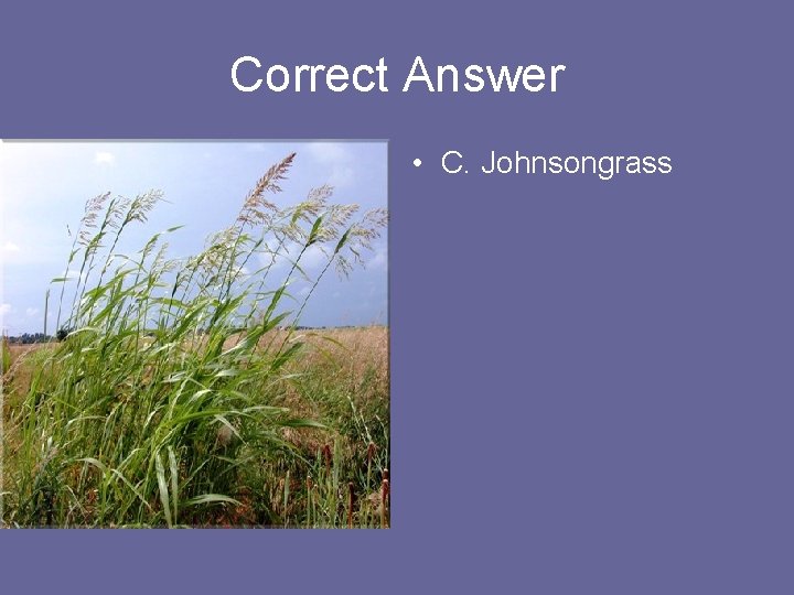 Correct Answer • C. Johnsongrass 