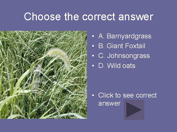 Choose the correct answer • • A. Barnyardgrass B. Giant Foxtail C. Johnsongrass D.