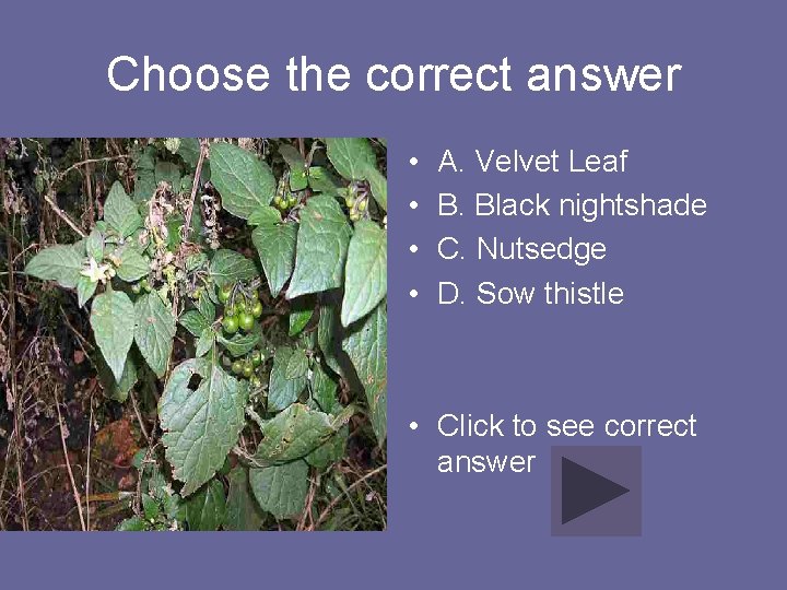 Choose the correct answer • • A. Velvet Leaf B. Black nightshade C. Nutsedge