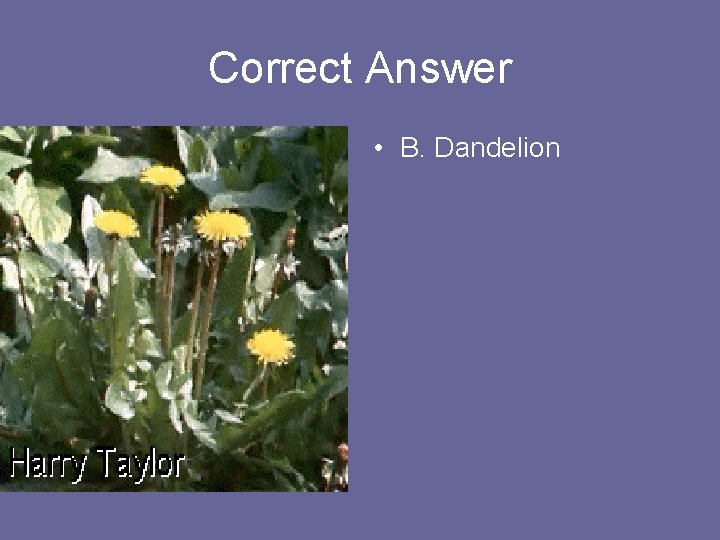 Correct Answer • B. Dandelion 