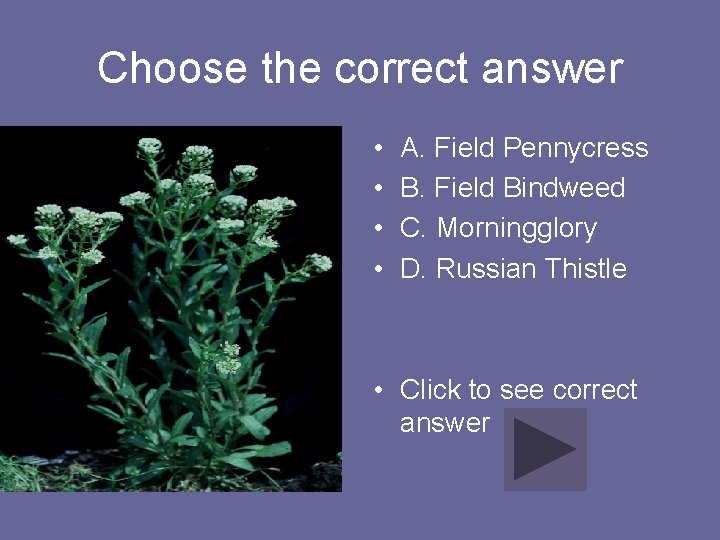 Choose the correct answer • • A. Field Pennycress B. Field Bindweed C. Morningglory