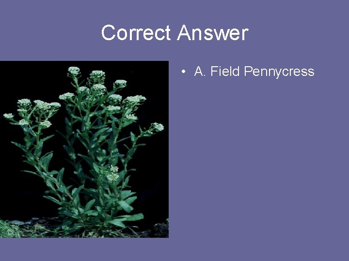 Correct Answer • A. Field Pennycress 