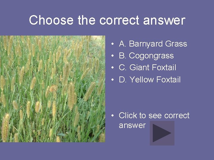 Choose the correct answer • • A. Barnyard Grass B. Cogongrass C. Giant Foxtail