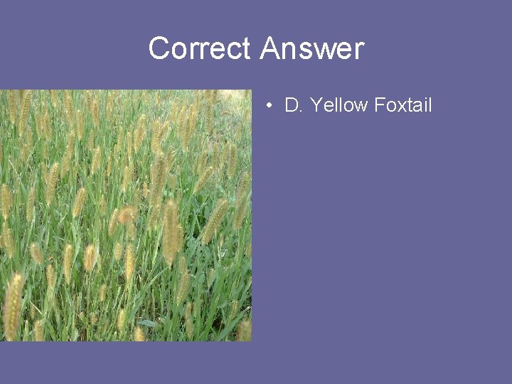 Correct Answer • D. Yellow Foxtail 