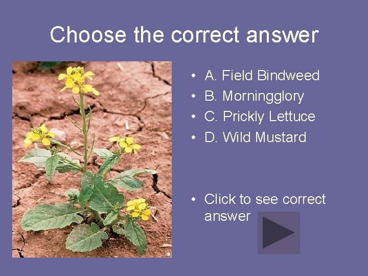 Choose the correct answer • • A. Field Bindweed B. Morningglory C. Prickly Lettuce