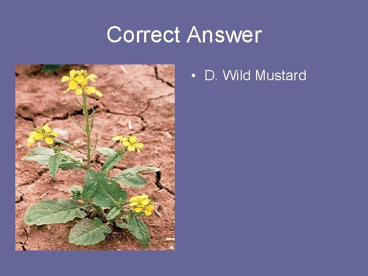 Correct Answer • D. Wild Mustard 