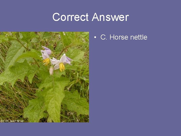 Correct Answer • C. Horse nettle 
