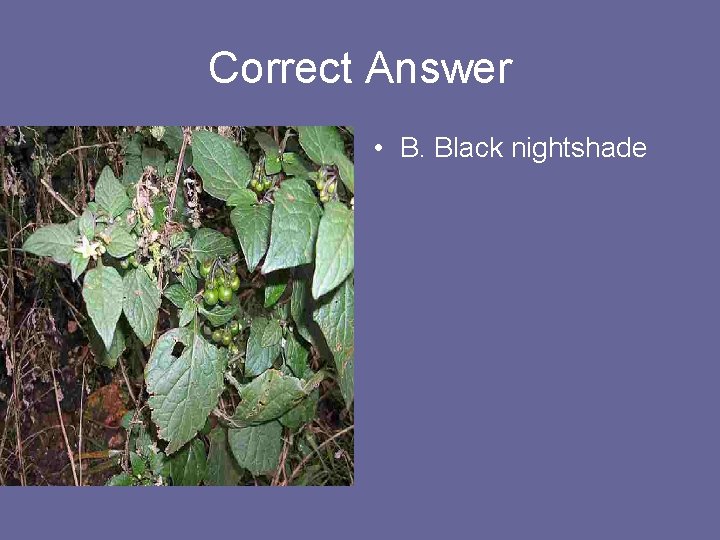 Correct Answer • B. Black nightshade 