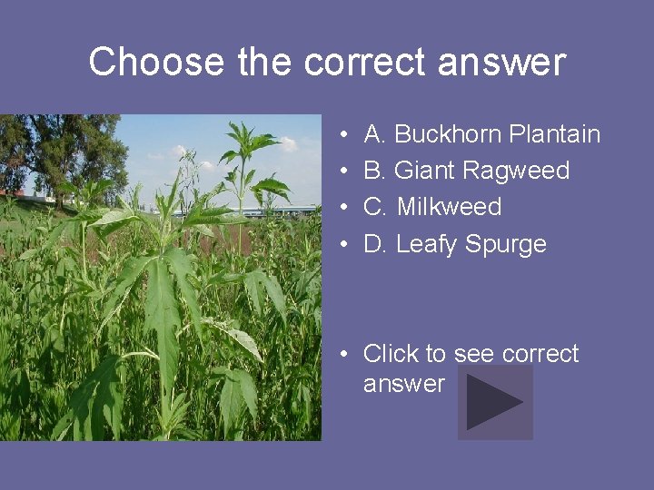 Choose the correct answer • • A. Buckhorn Plantain B. Giant Ragweed C. Milkweed