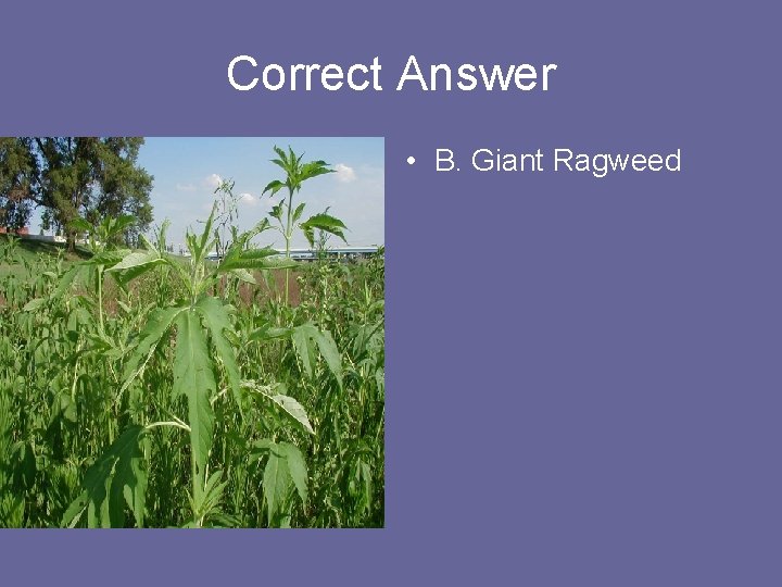 Correct Answer • B. Giant Ragweed 