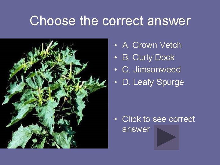 Choose the correct answer • • A. Crown Vetch B. Curly Dock C. Jimsonweed