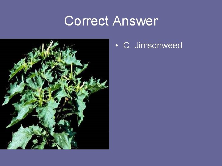 Correct Answer • C. Jimsonweed 