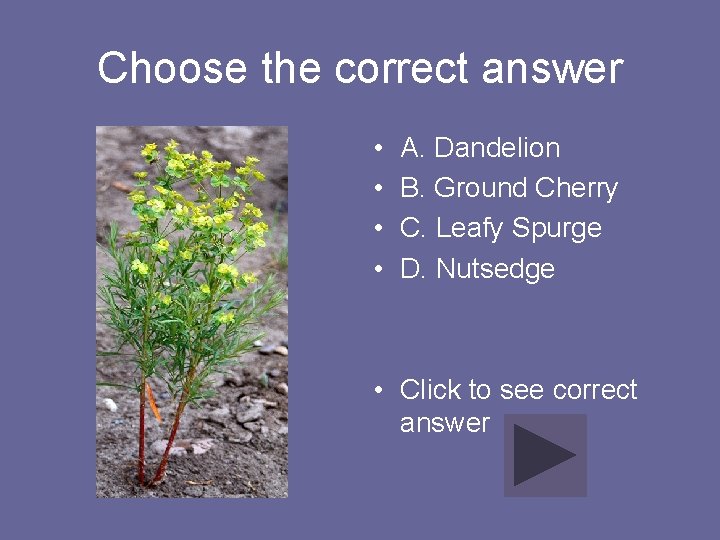 Choose the correct answer • • A. Dandelion B. Ground Cherry C. Leafy Spurge