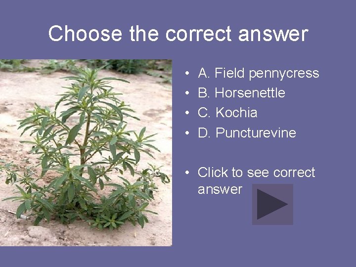 Choose the correct answer • • A. Field pennycress B. Horsenettle C. Kochia D.