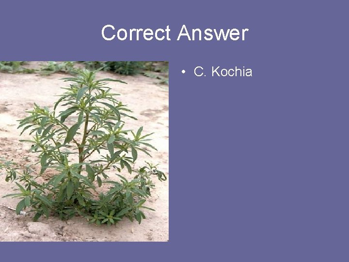 Correct Answer • C. Kochia 