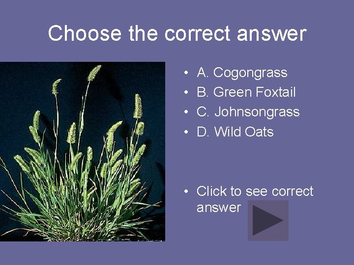 Choose the correct answer • • A. Cogongrass B. Green Foxtail C. Johnsongrass D.