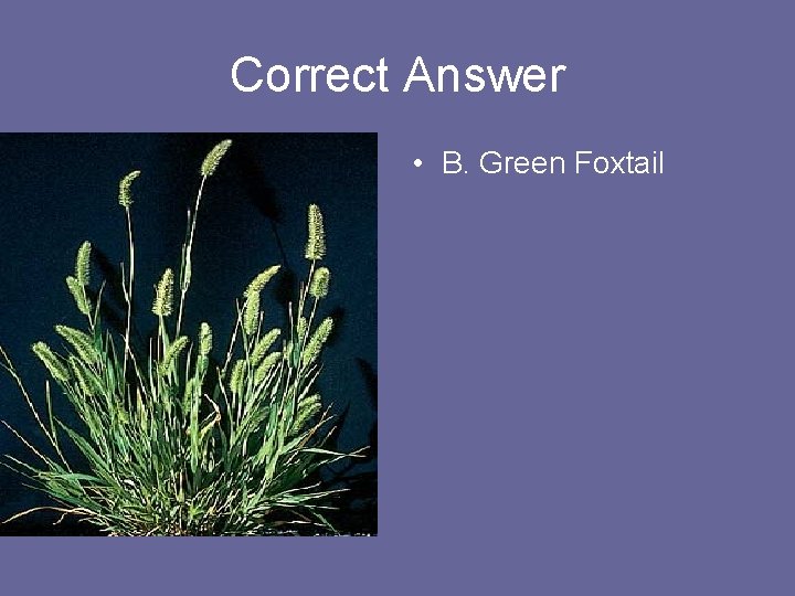 Correct Answer • B. Green Foxtail 