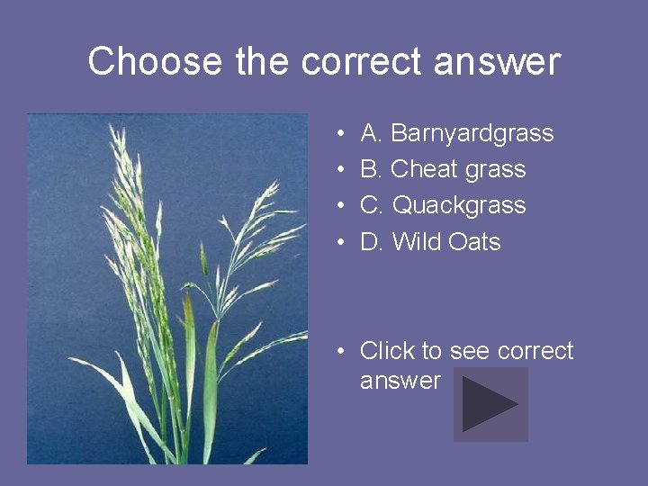 Choose the correct answer • • A. Barnyardgrass B. Cheat grass C. Quackgrass D.
