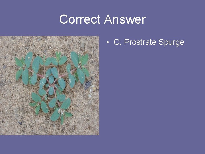 Correct Answer • C. Prostrate Spurge 
