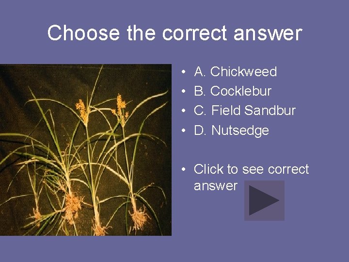 Choose the correct answer • • A. Chickweed B. Cocklebur C. Field Sandbur D.
