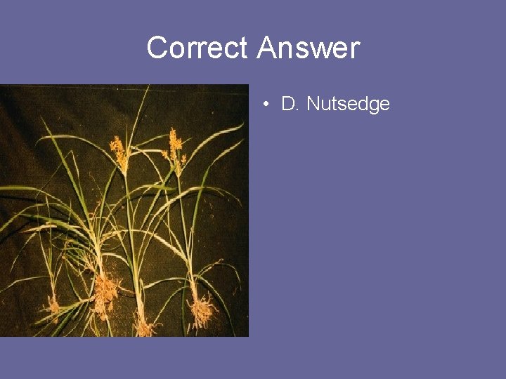 Correct Answer • D. Nutsedge 
