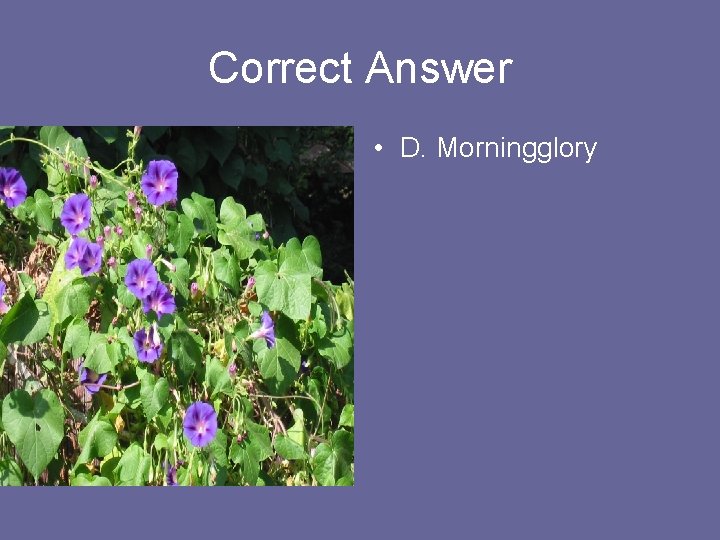 Correct Answer • D. Morningglory 