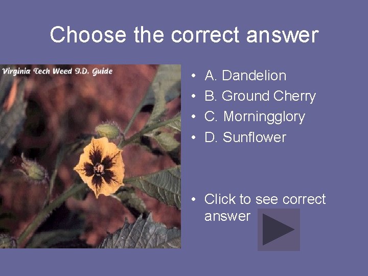 Choose the correct answer • • A. Dandelion B. Ground Cherry C. Morningglory D.