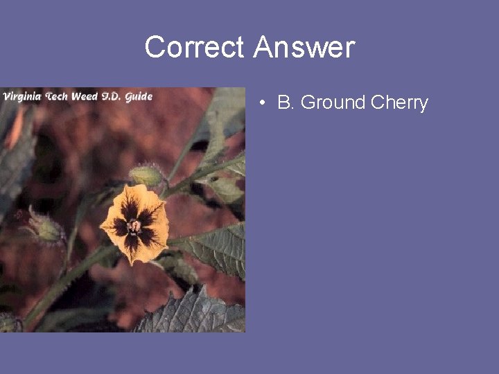 Correct Answer • B. Ground Cherry 