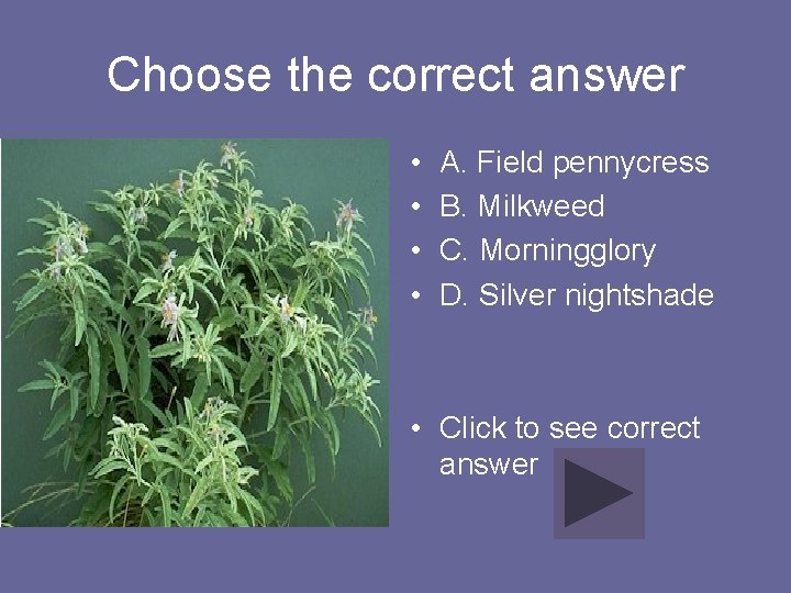 Choose the correct answer • • A. Field pennycress B. Milkweed C. Morningglory D.